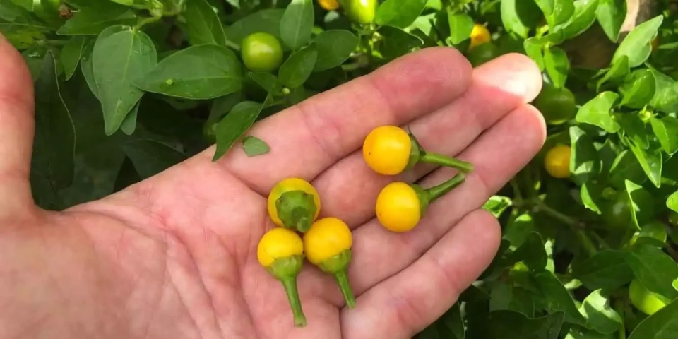 Kertápoló – Apró paprika, különleges íz