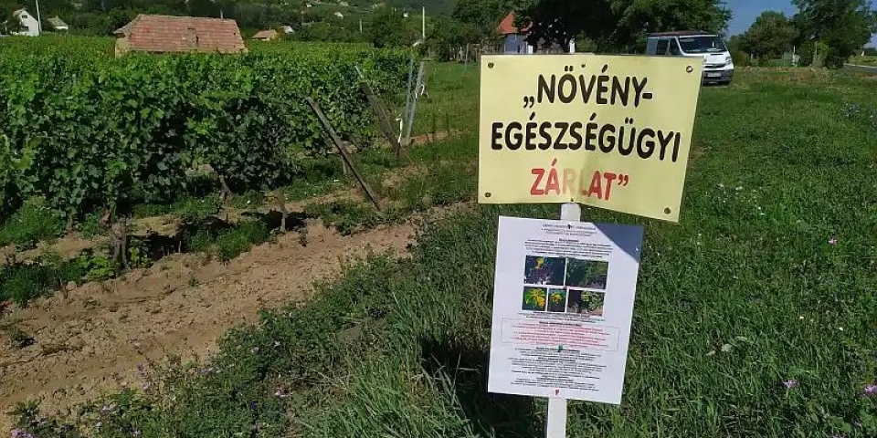 Nincs pihenő szüret után sem: Őszre is kitolódik a szőlőkabóca elleni védekezés
