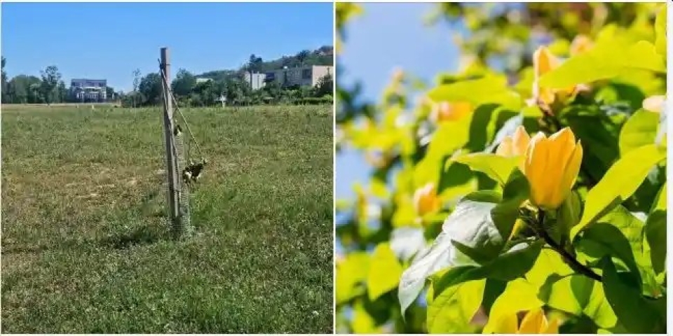 Két hónap sem adatott neki – eltörték a különleges tulipánfát Ajkán